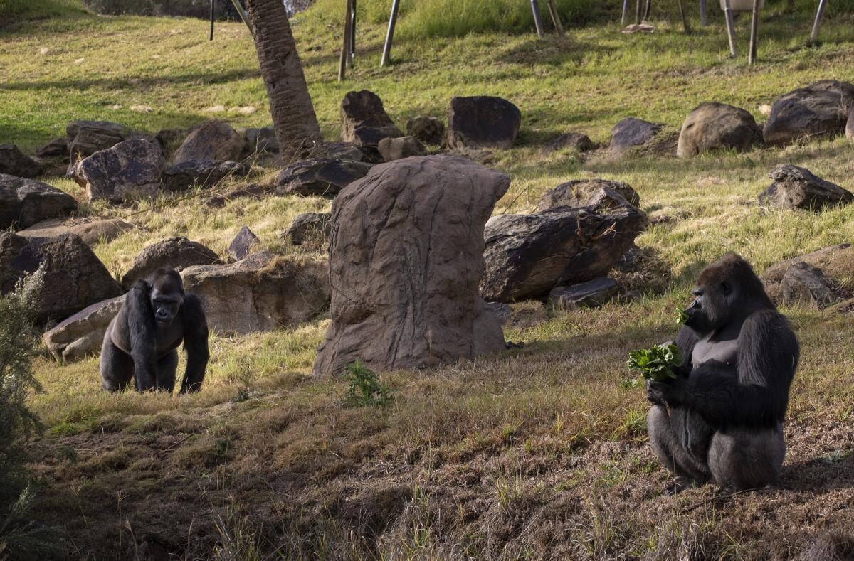 Male gorillas Monroe and Frank and seen in the bachelor troop they have moved into at the San Diego Zoo's Safari Park. 