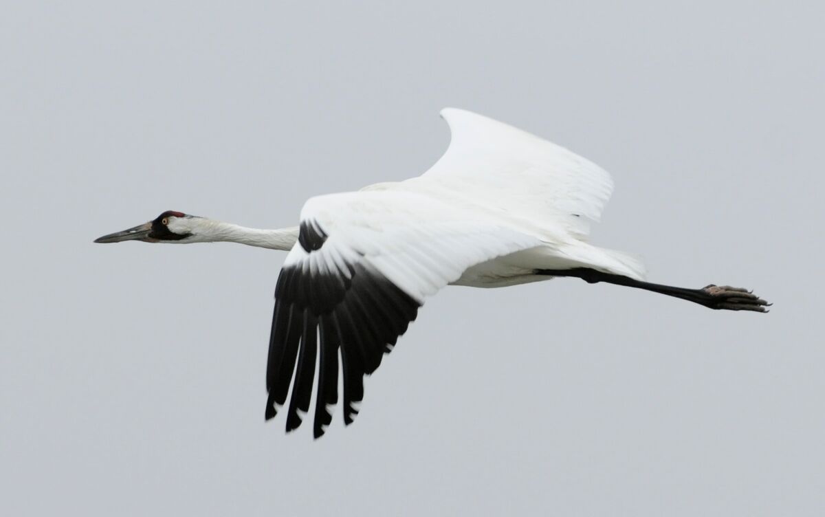 FILE - A whooping crane flies over the Aransas Wildlife Refuge in Fulton, Texas, Dec. 17, 2011. Scientists are concerned a devastating drought could hurt the recovery of the 300 endangered whooping cranes that winter in Texas. An environmental group says the Biden administration has made secret plans to weaken protection for the world's rarest crane. The U.S. Fish and Wildlife Service says it has not decided whether to propose reclassifying whooping cranes from endangered to threatened. The Center for Biological Diversity says documents obtained through open records requests show that agency officials "seem to have been deliberately misleading the public” about their plans. (AP Photo/Pat Sullivan)