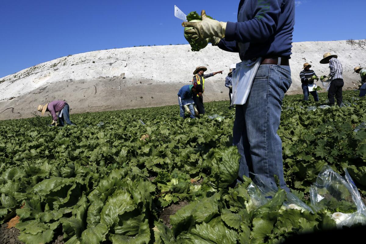 Farmworkers labor in a field.