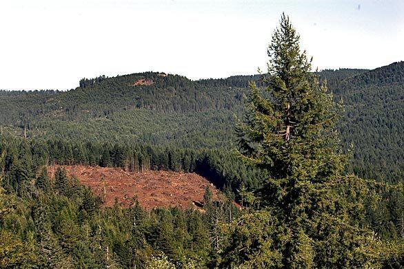 A clear-cut area of forest near McKinleyville, Calif., is ringed by a privately preserved forest that is storing carbon to be counted toward California's global warming reductions. The area is next to the Van Eck forest in Arcata, the first forest licensed for carbon emissions reductions under the California climate registry.
