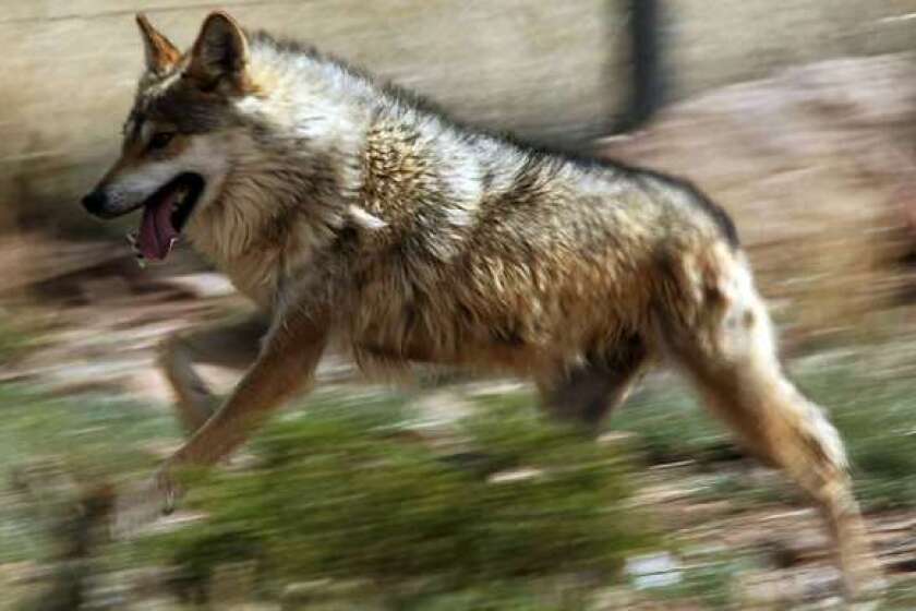 A Mexican gray wolf runs inside a holding pen at Sevilleta Wildlife Refuge in New Mexico.