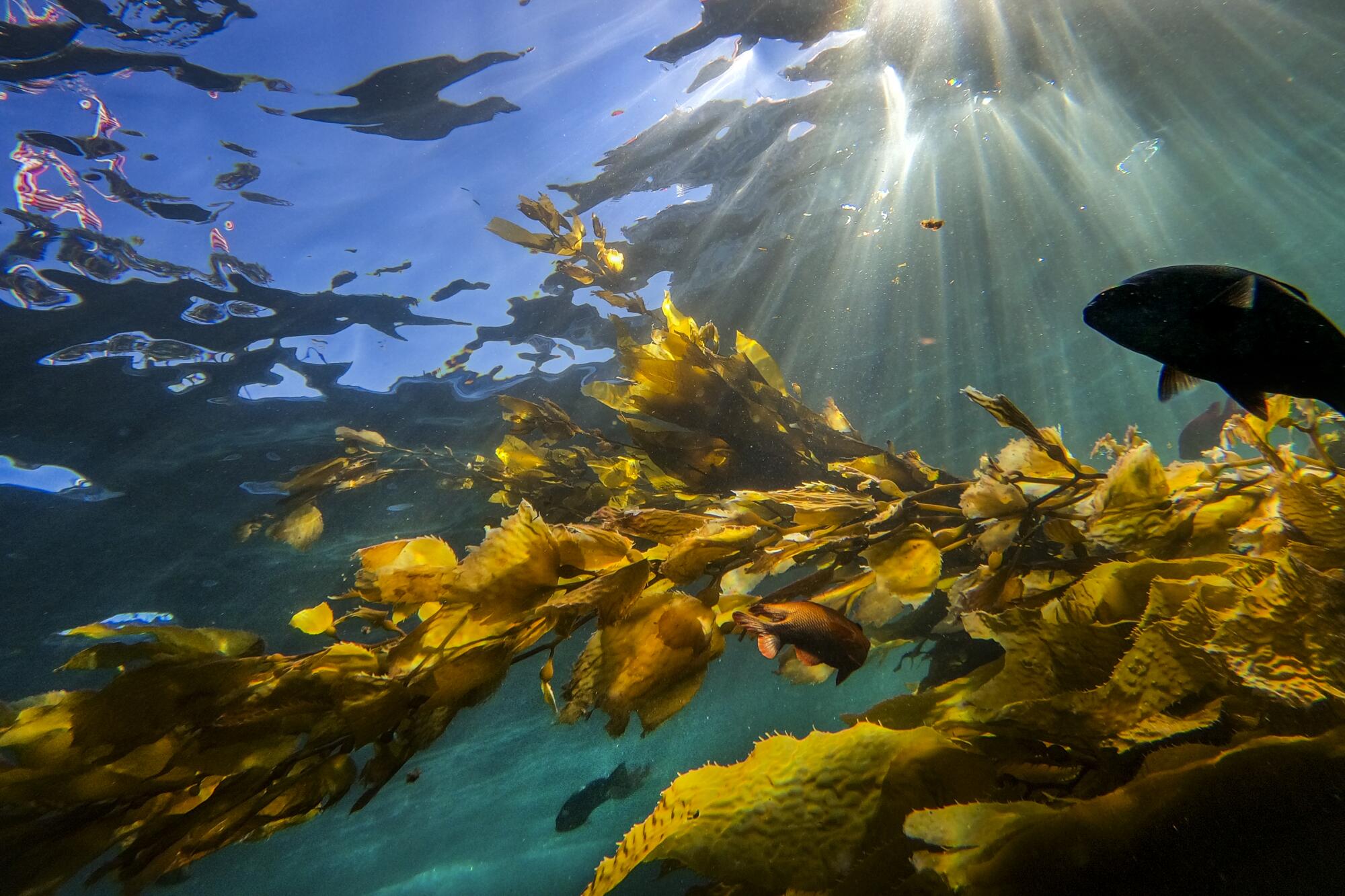 Underwater view of fish, kelp and sunlight streaming down. 