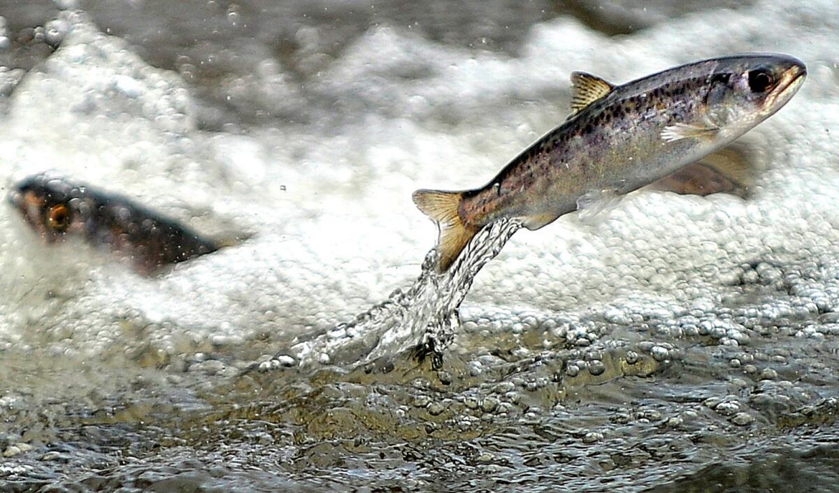 A Chinook salmon jumps out of the water.