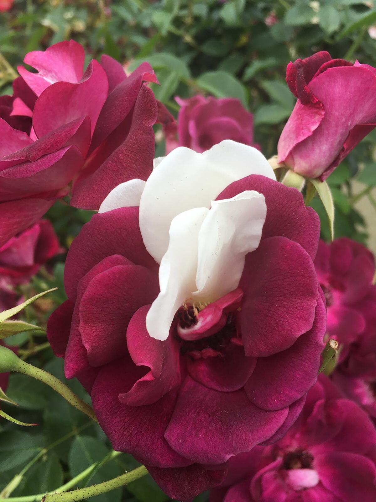 A Rose by Any Other Colour Would Have a Different Meaning! - Salisbury Greenhouse - Blog