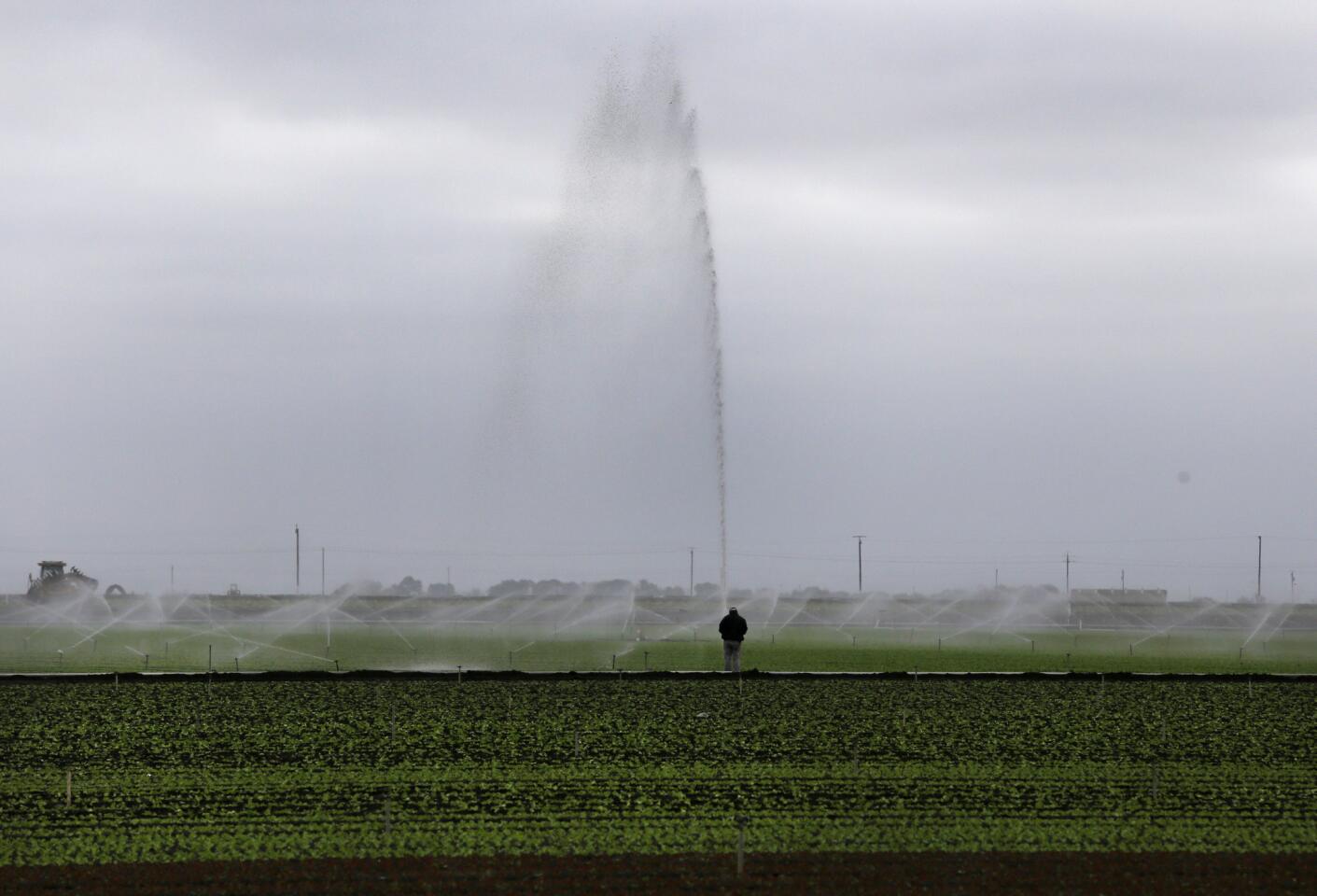 Sprinklers water a field in the early morning hours at the Tanimura & Antle farm outside Salinas. The Salinas Valley, one of California's agricultural gems, has been spared the worst of the drought unlike the neighboring San Joaquin Valley.