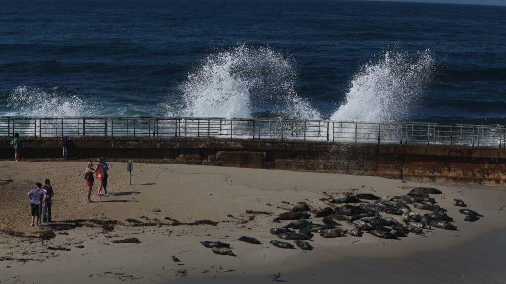 Court Rules San Diego Can Keep Closing La Jolla Beach To Protect Seals