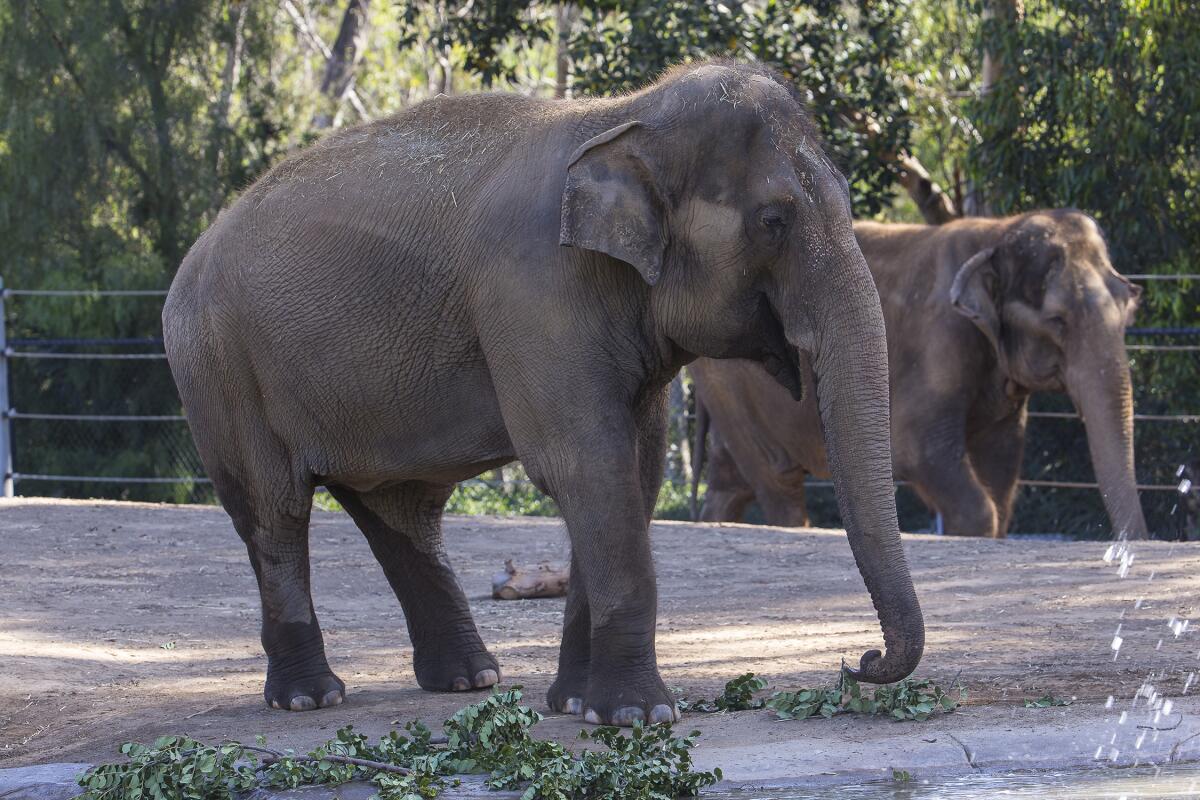 Devi the Asian elephant had lived at the zoo since 1977.