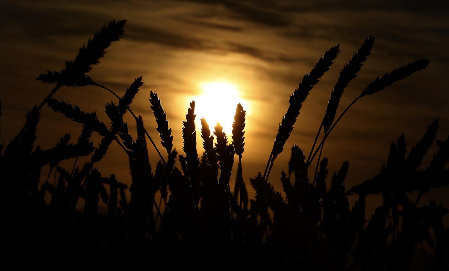 The sun rises above a field of Abruzzi rye at Weiser Family Farms in Tehachapi.