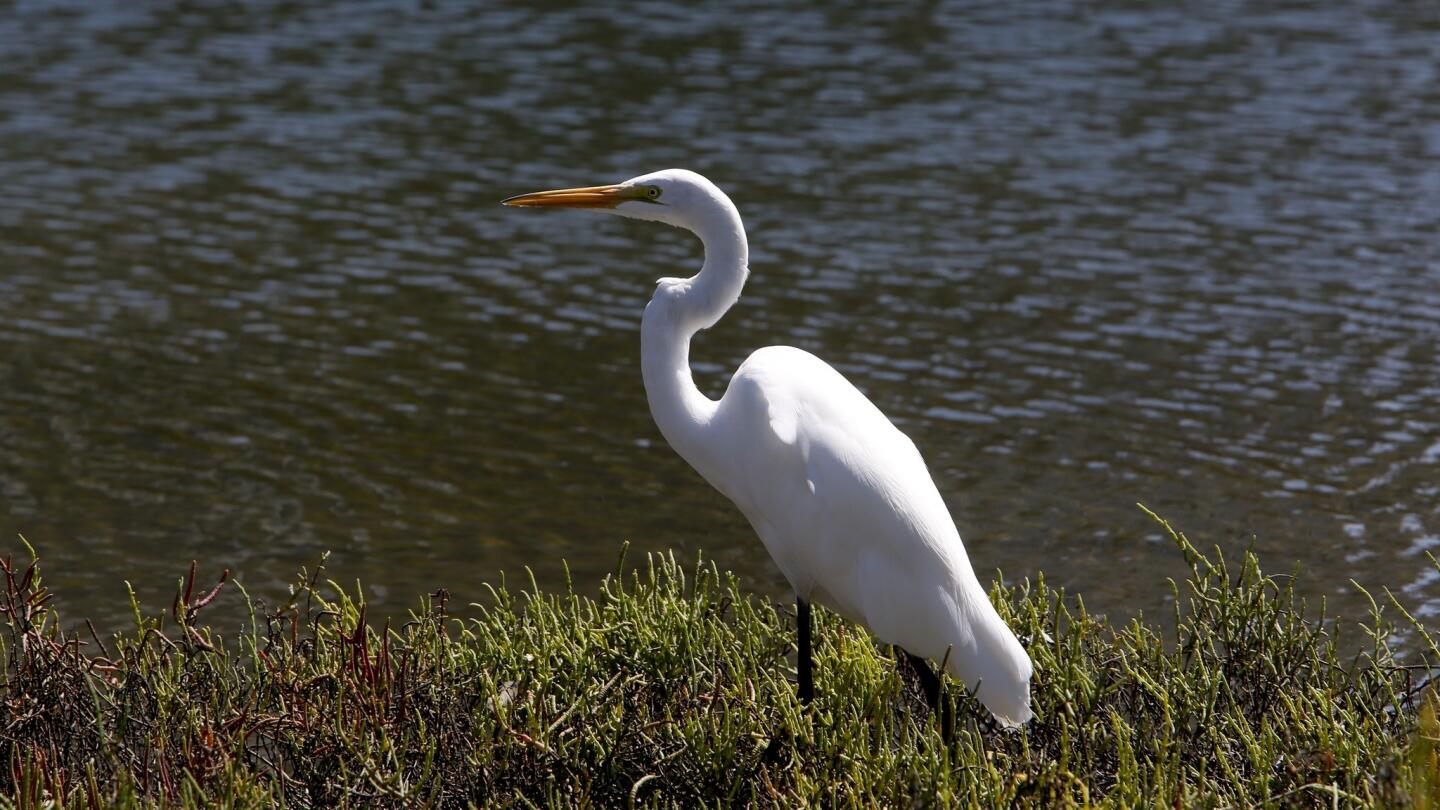 L.A. Walks: Ballona Lagoon