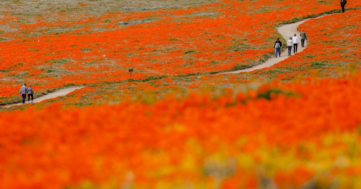 Are the conditions ripe for a ‘superbloom’ in rain-soaked California?  Here’s what experts say