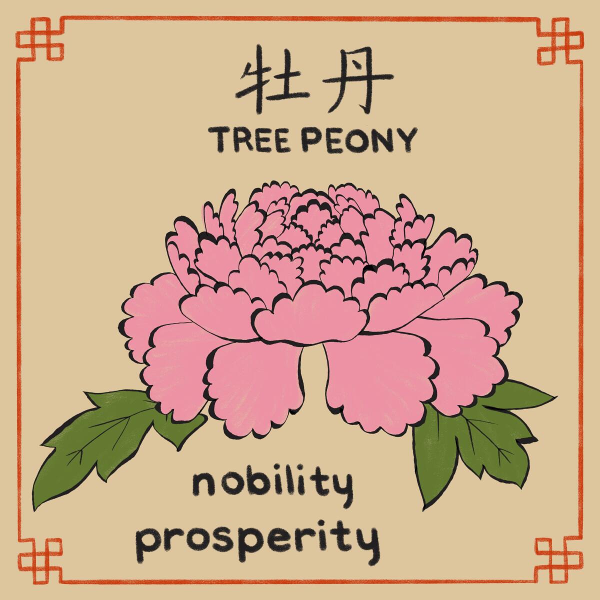 Illustration of a pink Tree Peony flower with the words "nobility prosperity"