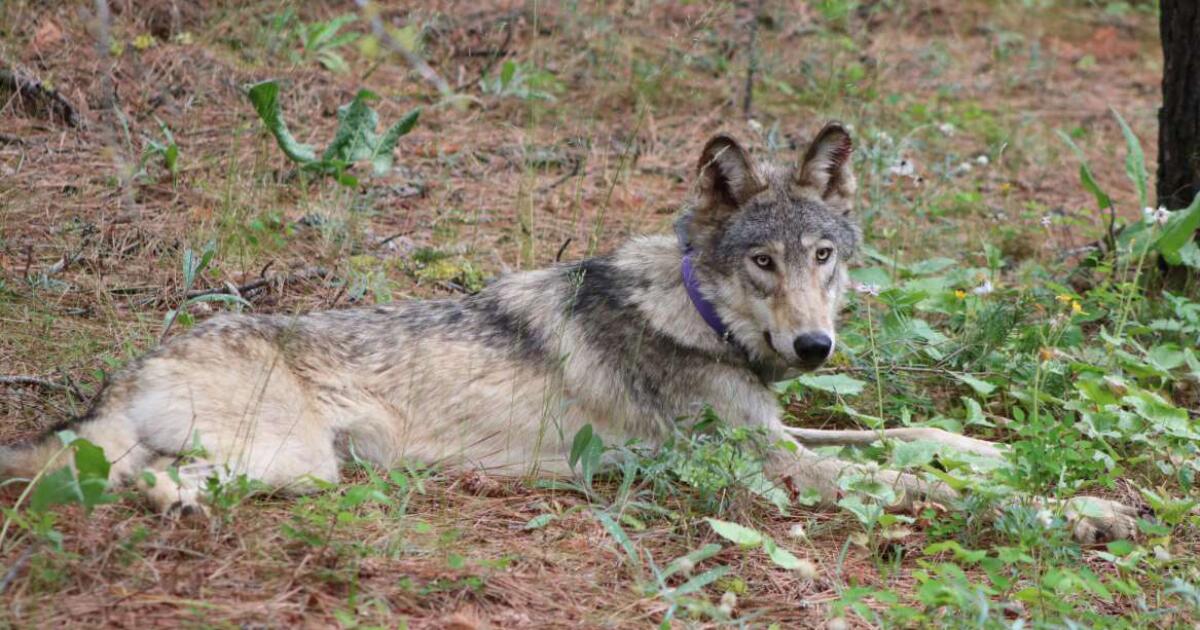 Two new wolf packs confirmed in California amid population boom Two new wolf packs confirmed in California amid population boom