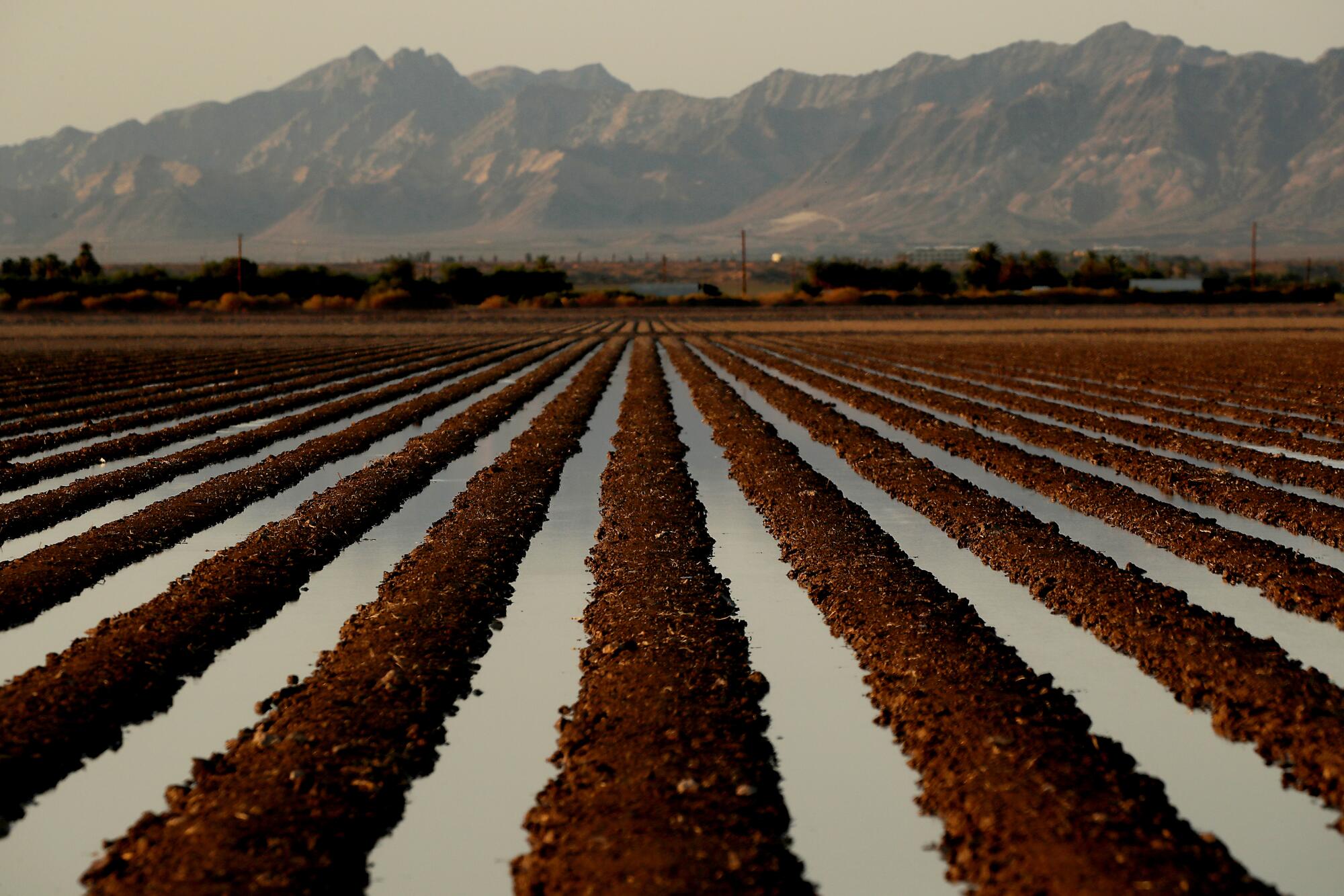 Water fills the furrows of a farm field as mountains rise in the background.