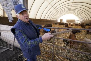 FILE - Ron Mardesen talks about his hog farming operation, Thursday, Dec. 2, 2021, near Elliott, Iowa. Mardesen already meets the California standards for the hogs he sells to specialty meat company Niman Ranch, which supported passage of Proposition 12 and requires all of its roughly 650 hog farmers to give breeding pigs far more room than mandated by the law. The law that went into effect Jan. 1, 2022, stemmed from a 2018 ballot measure where California voters set the nation's toughest living space standards for breeding pigs. (AP Photo/Charlie Neibergall, File)