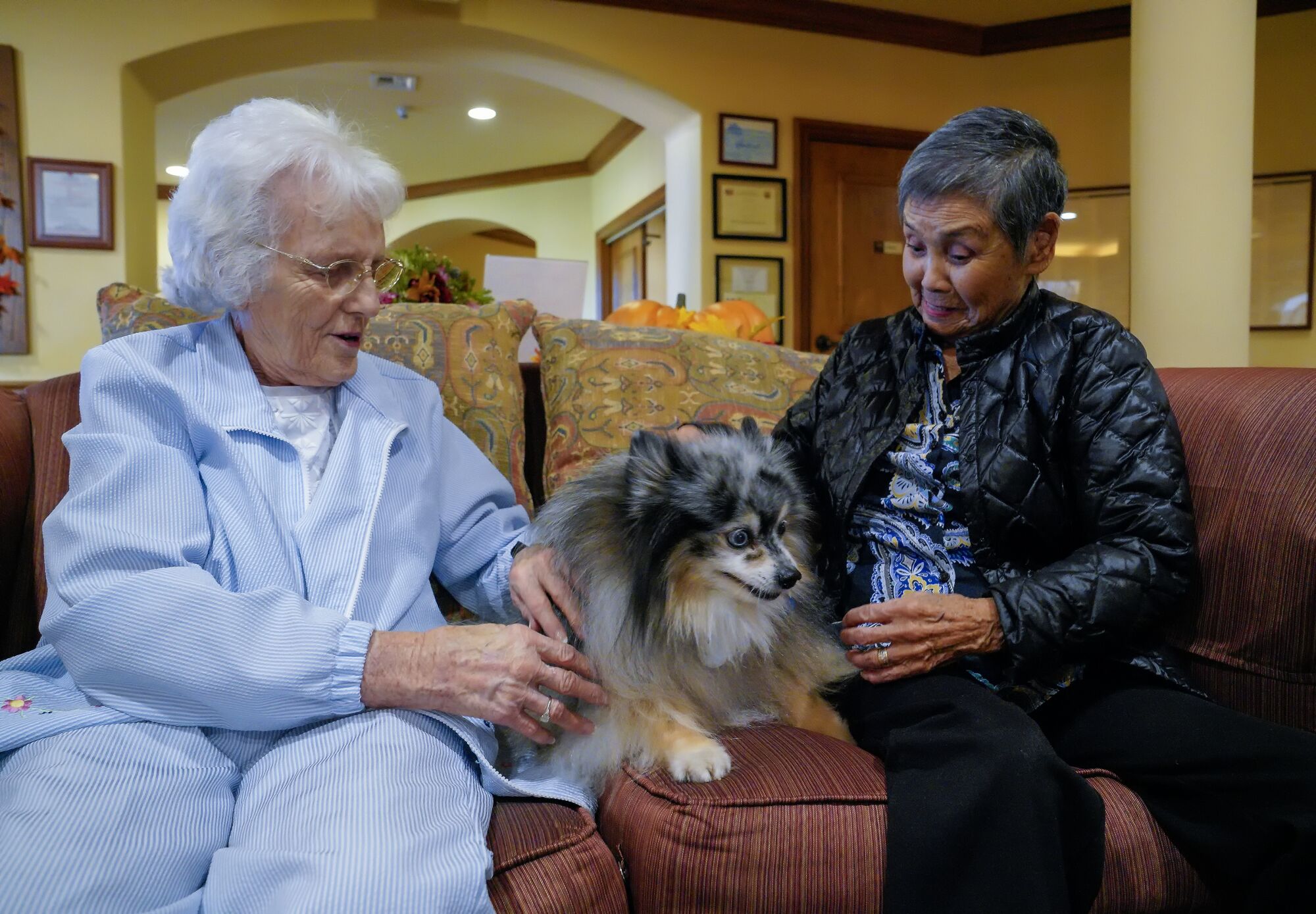 At the GlenBrook Health Center in Carlsbad, Joan Jeske, 86 (l), and Sue Clark, 93 (r), enjoy sitting with Balonee, a Pomeranian with the Helen Woodward Animal Center's animal assisted therapy program. On Monday October 21, 2019 several residents met with three dogs and a bunny rabbit from the therapy program.