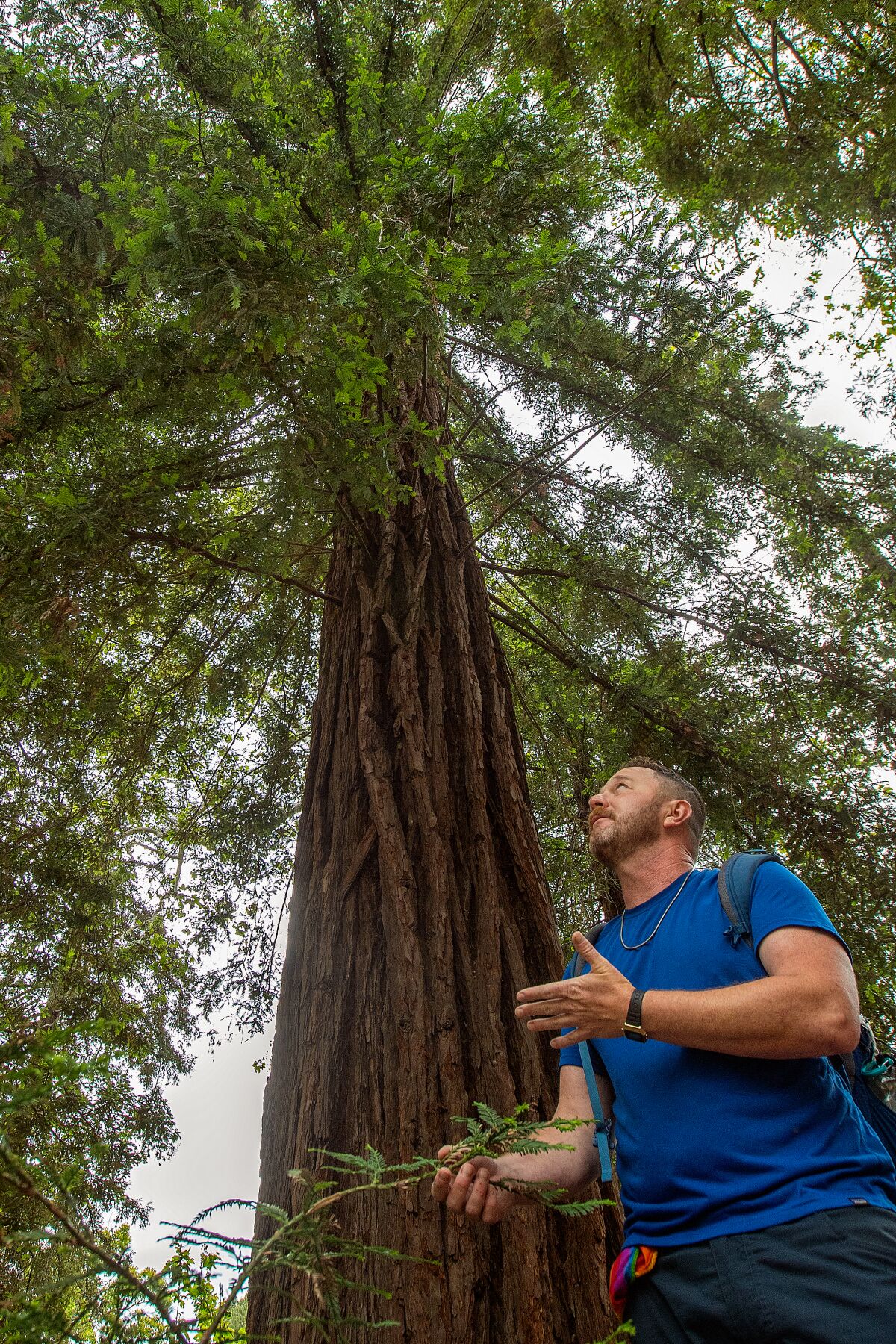 A man looks up at the tall, spreading branches of the redwood tree far above him.