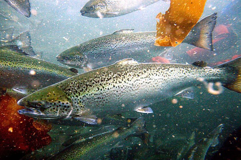 Many populations of Atlantic salmon are in decline and are listed as threatened under the Endangered Species Act.