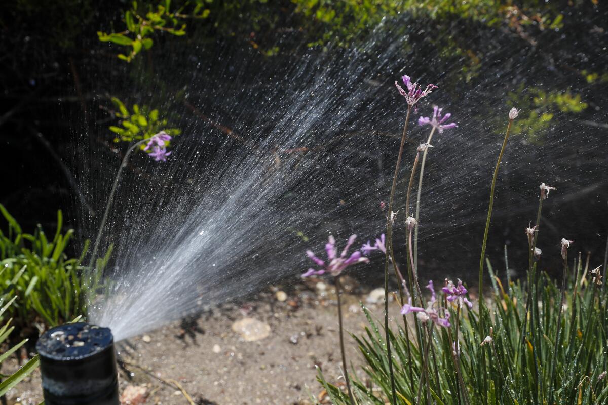 A sprinkler sprays water.