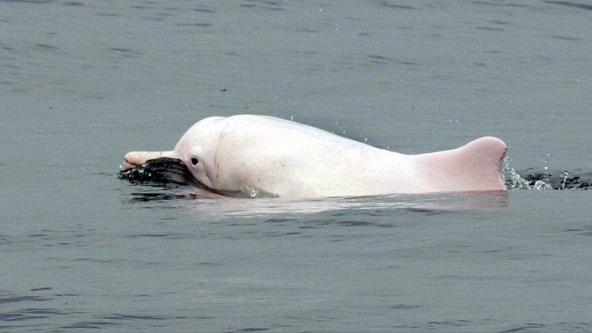 A Chinese white dolphin swims in waters off the coast of Hong Kong in 2012.