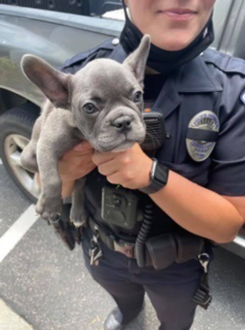 In this photo provided by the Culver City Police Department an officer holds a French bulldog puppy stolen at gunpoint who was reunited with its owner after a suspect was arrested following a police chase near Los Angeles on Saturday, May 15, 2021. (Culver City Police Department via AP)