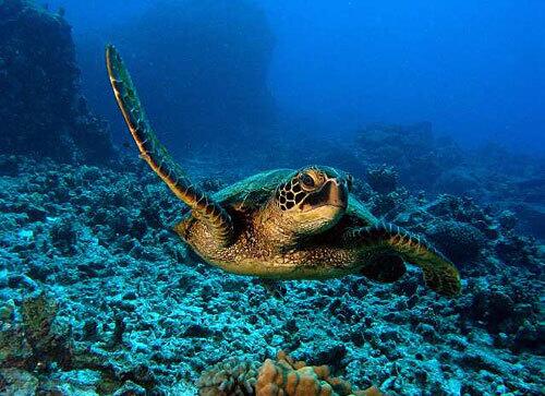 A green sea turtle is ready for its closeup in Honaunau Bay.