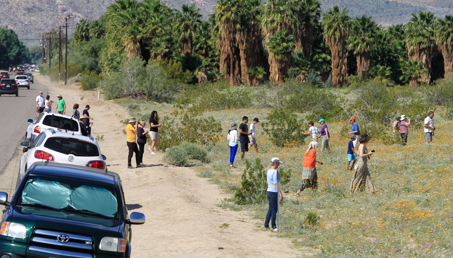 Crowds and Flowers in Borrego Springs