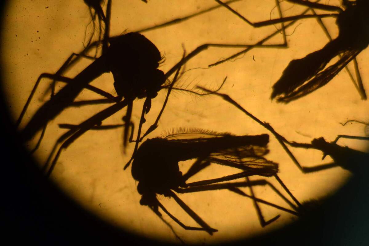 Aedes aegypti mosquitos, which carry the Zika virus, are photographed in a laboratory at the University of El Salvador in San Salvador. Interest in travel insurance has surged because of fear of Zika.