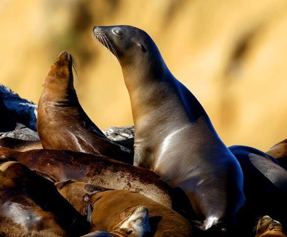 California sea lions relax on Seal Rock around sunset in Crescent Bay Beach.