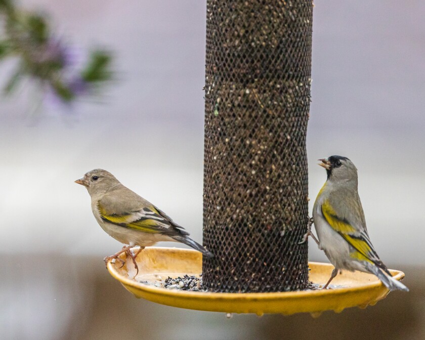 Lawrence’s goldfinches on a backyard feeder, a potential disease spreader if not disinfected regularly.