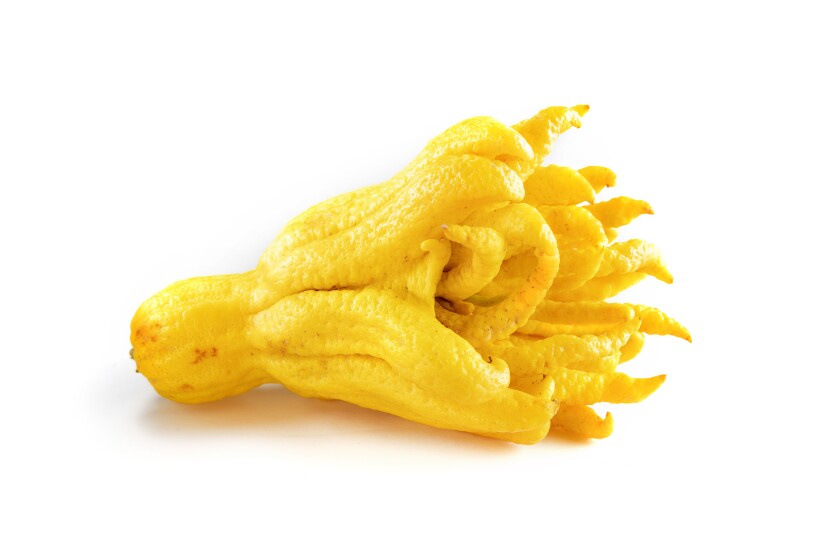 Cédrat à la main de Bouddha, avec son noueux "doigts," convient pour trancher finement pour une tarte à la Shaker.