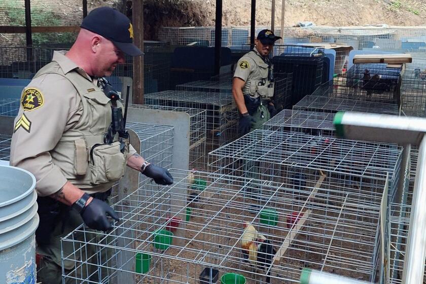 Santa Cruz County Sheriff deputies and animal control officers located approximately 200 roosters, all which had been mutilated for the attachment of cockfighting knives and multiple weapons while doing a welfare check. Juan Buenrostro Ochoa was arrested in connection to the case and this is an ongoing investigation.