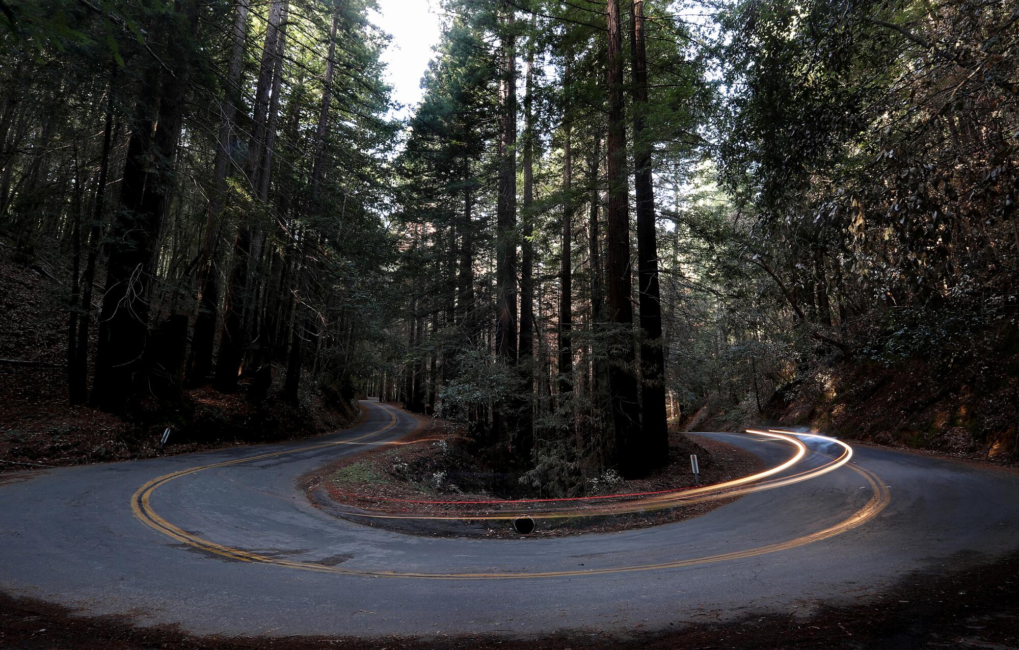 A car navigates Ice Cream Grade Road as it cuts through a grove of redwoods.