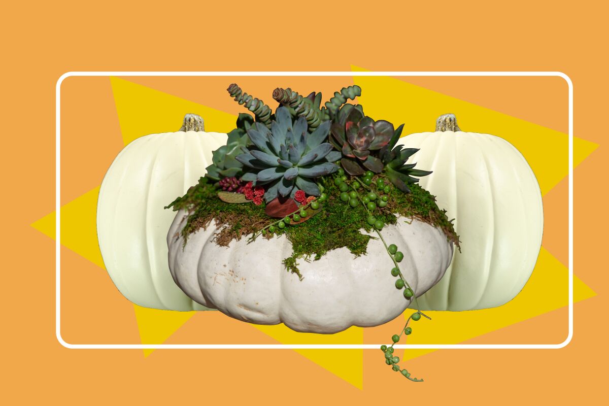 White pumpkins adorned with succulents on an orange background. 