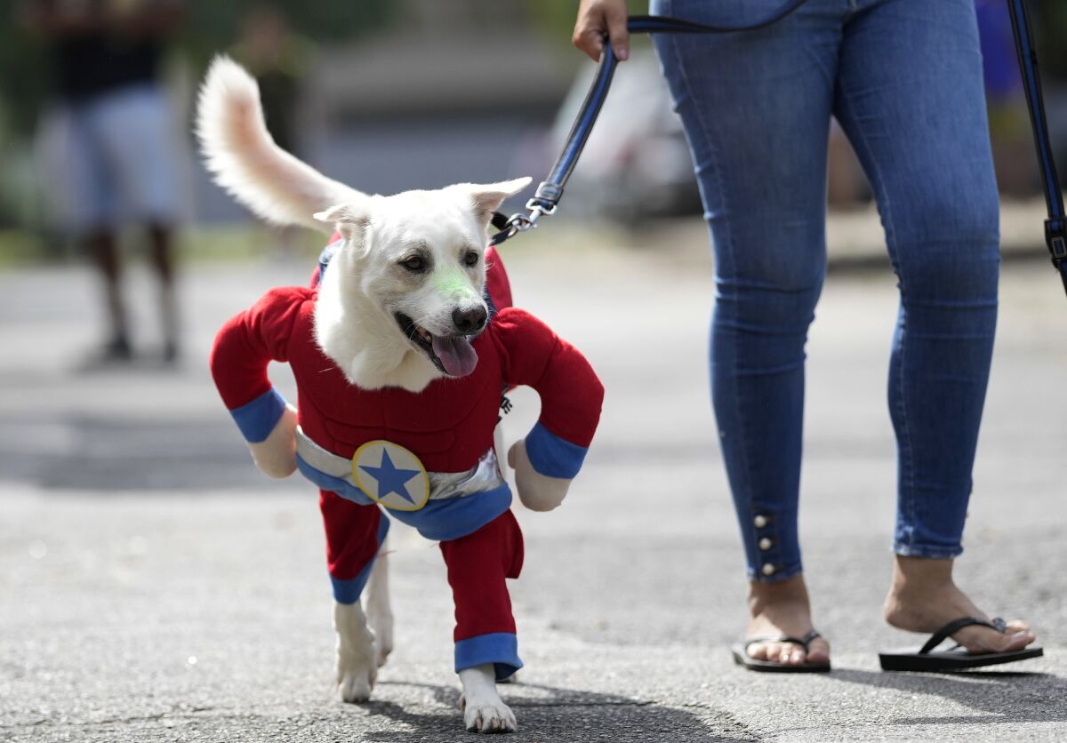 Espectador Español Acuerdo Perros disfrazados desfilan en fiesta de Carnaval de Río - San Diego  Union-Tribune en Español