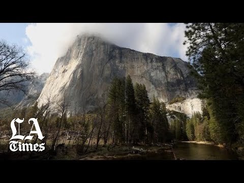 Wildlife is reclaiming Yosemite National Park: 'The bear population has quadrupled'