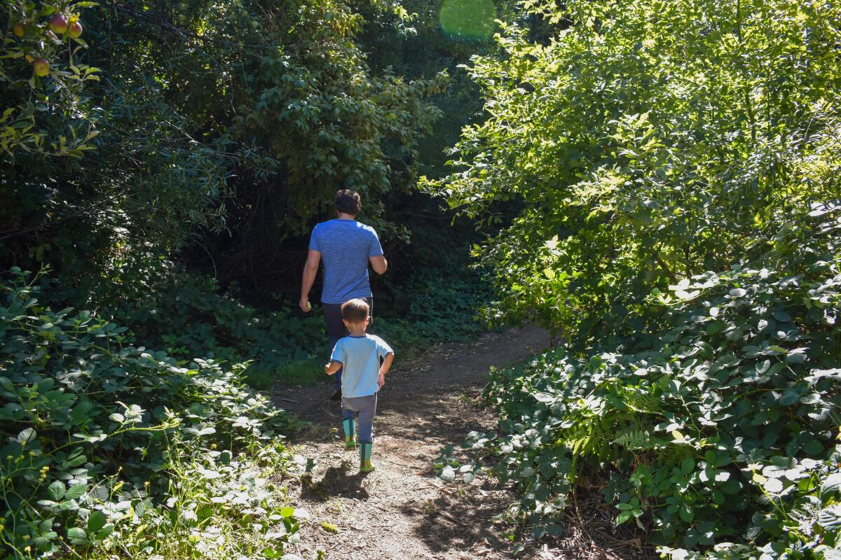 A man and son walk through the trees at an apple picking farm. 