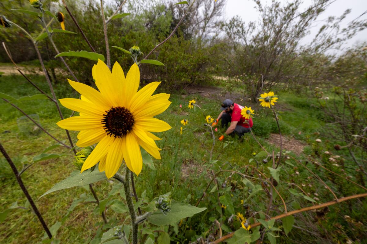 Sunflowers are in bloom as a man crouches to pull weeds