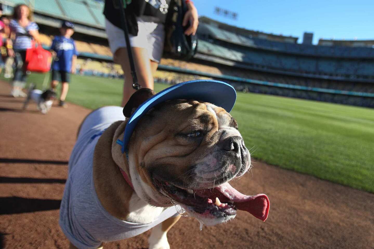 Watch: Dodgers Host TikTok Dog Toby At Dodger Stadium