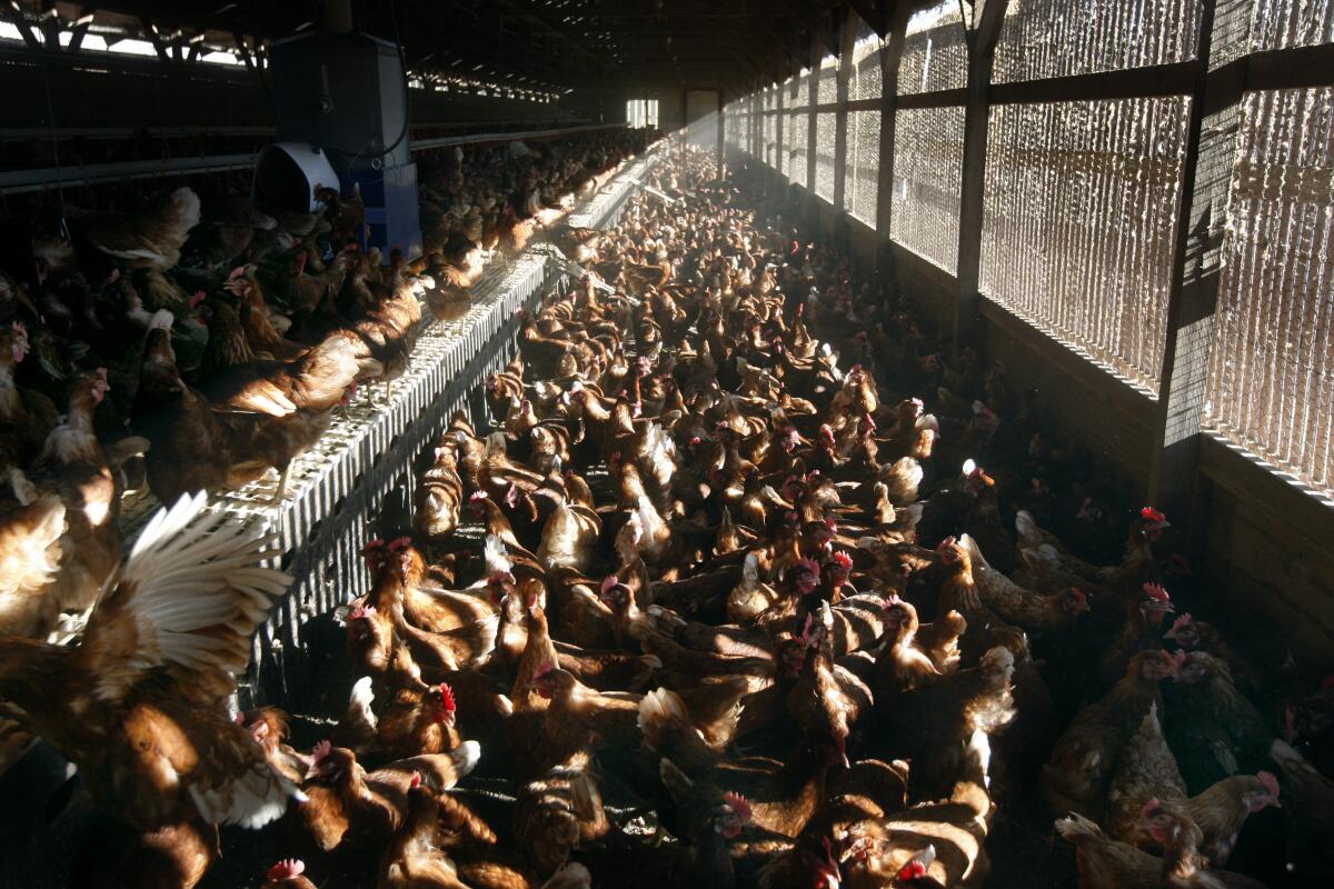 Chickens gather and lay eggs in an organic henhouse in Petaluma, California, in 2010.