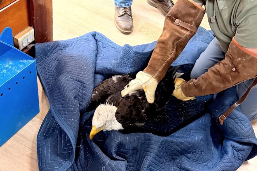 A rescuer handles a bald eagle that was found on the ground near Big Bear Lake on Friday.
