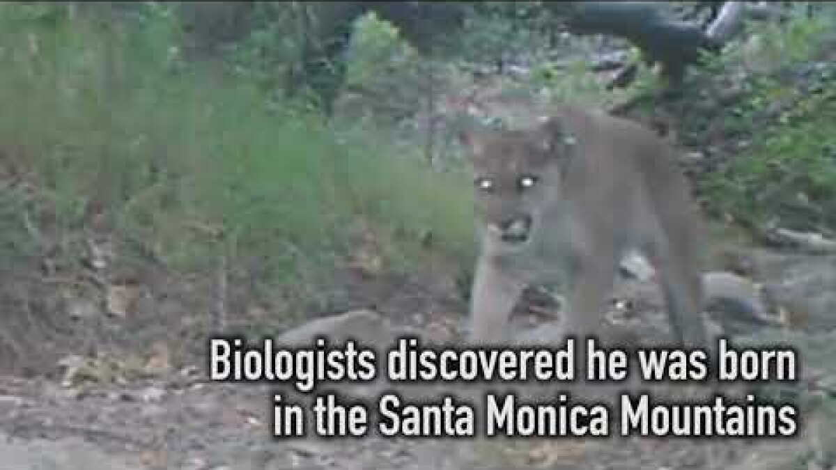 Griffith Park mountain lion P-22 suspected of killing koala ...