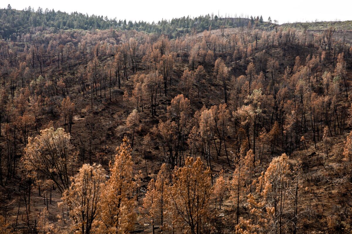 Burns scars along Butts Canyon Road, where a home development was being considered in Middletown, Calif.