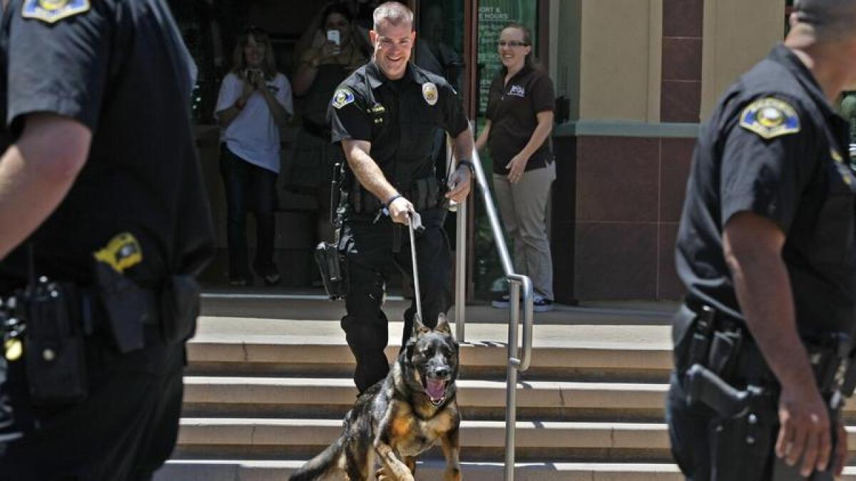 El oficial de policía de Anaheim R. J. Young lleva a Bruno, el perro policía herido en el cumplimiento del deber, al salir del centro veterinario Yorba Regional Animal Hospital. Bruno murió este miércoles por la mañana, por complicaciones de los disparos recibidos en el tiroteo de 2014.
