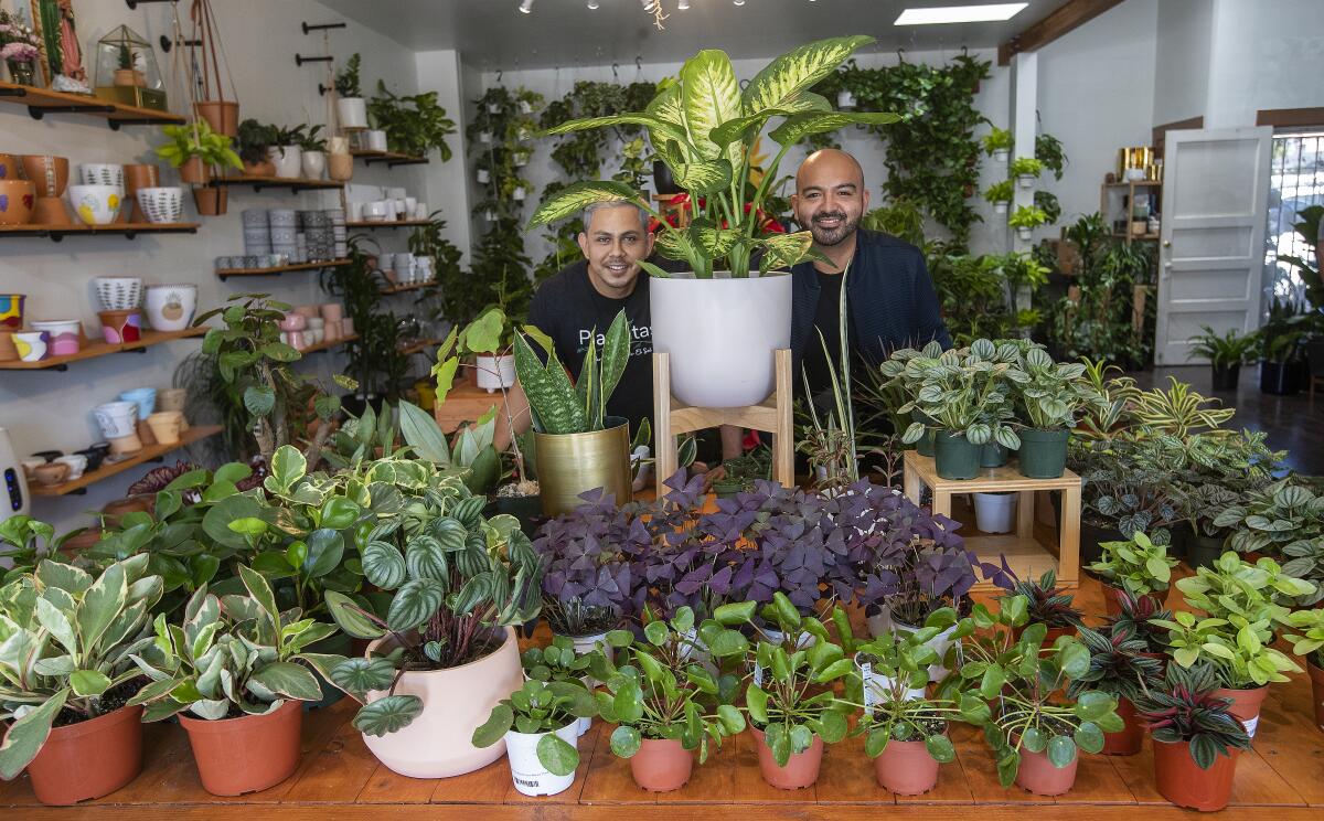 Plant store owners stand amid the houseplant jungle of their shop.