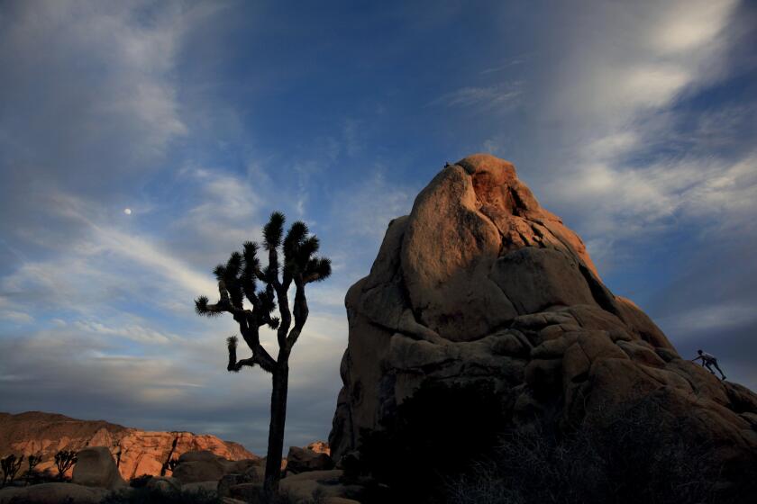 Joshua Tree National Park encompasses almost 800,000 acres and is about a three–hour drive from Los Angeles.