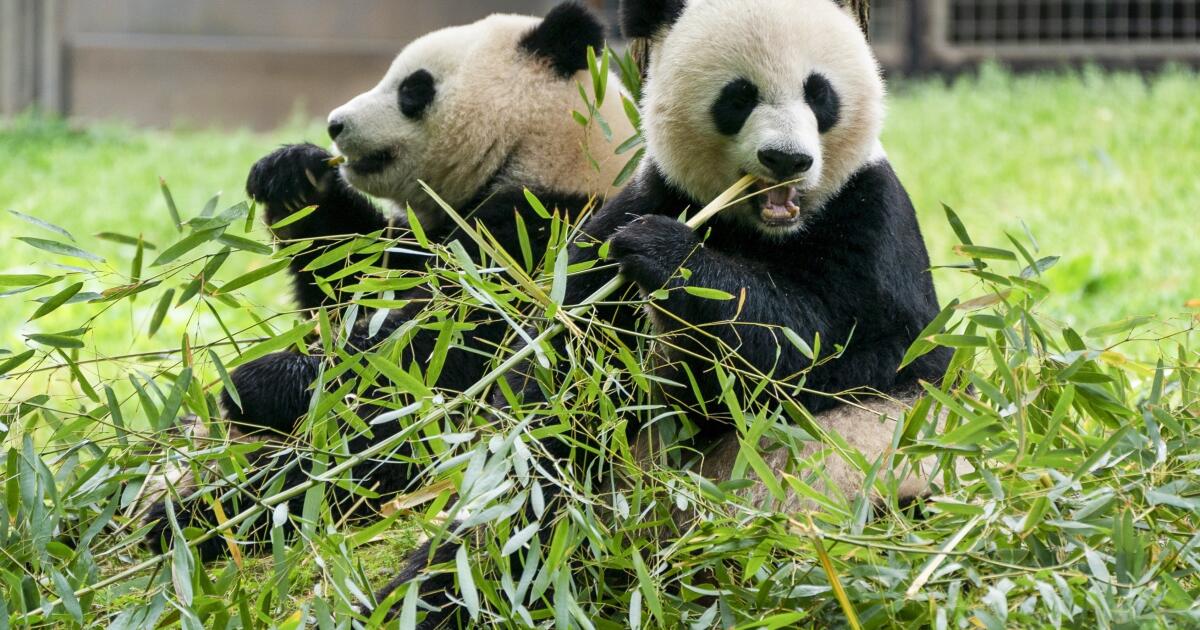 Smithsonian says two new giant pandas will return to Washington National Zoo from China by the end of the year