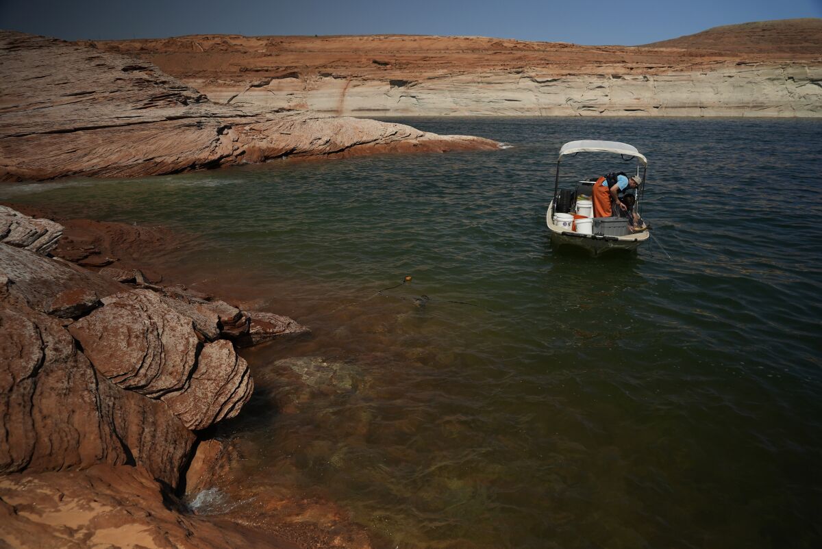 A Utah State University research team pulls in a gillnet net at Lake Powell on Tuesday, June 7, 2022, in Page, Ariz. They are on a mission to save the humpback chub, an ancient fish under assault from nonnative predators in the Colorado River. (AP Photo/Brittany Peterson)