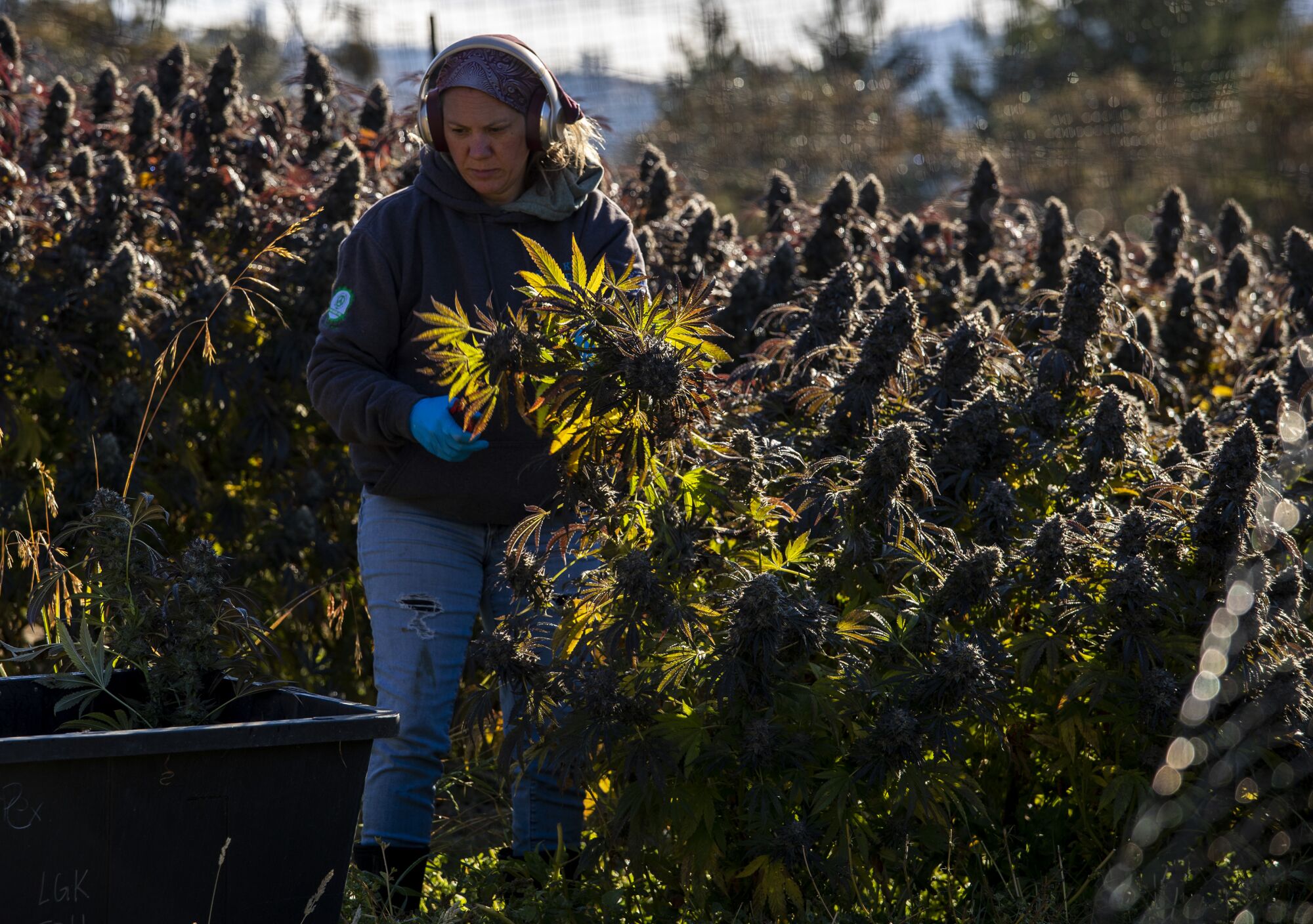 A cannabis farmer harvests the plant.