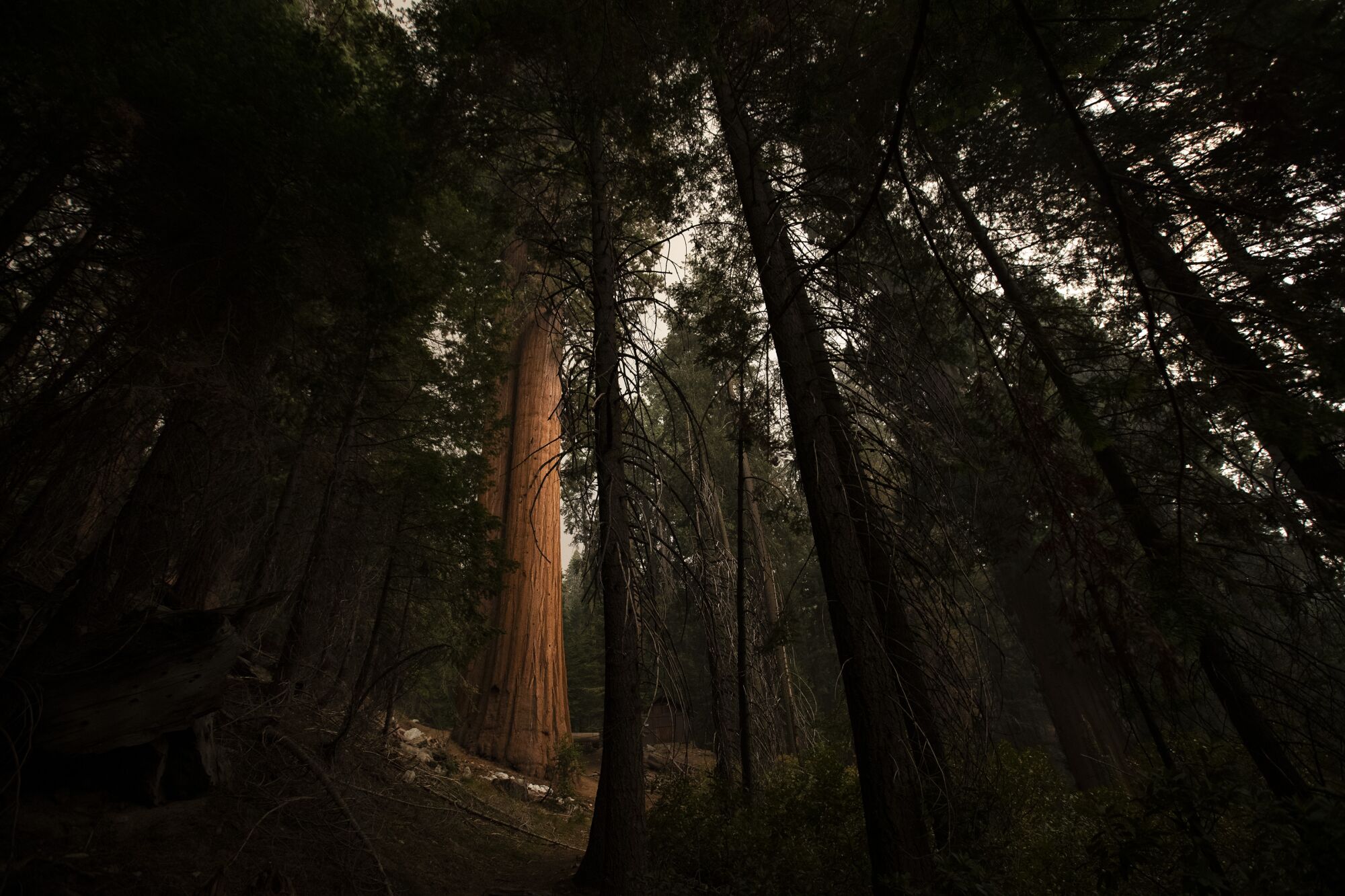 A sequoia amid other trees 