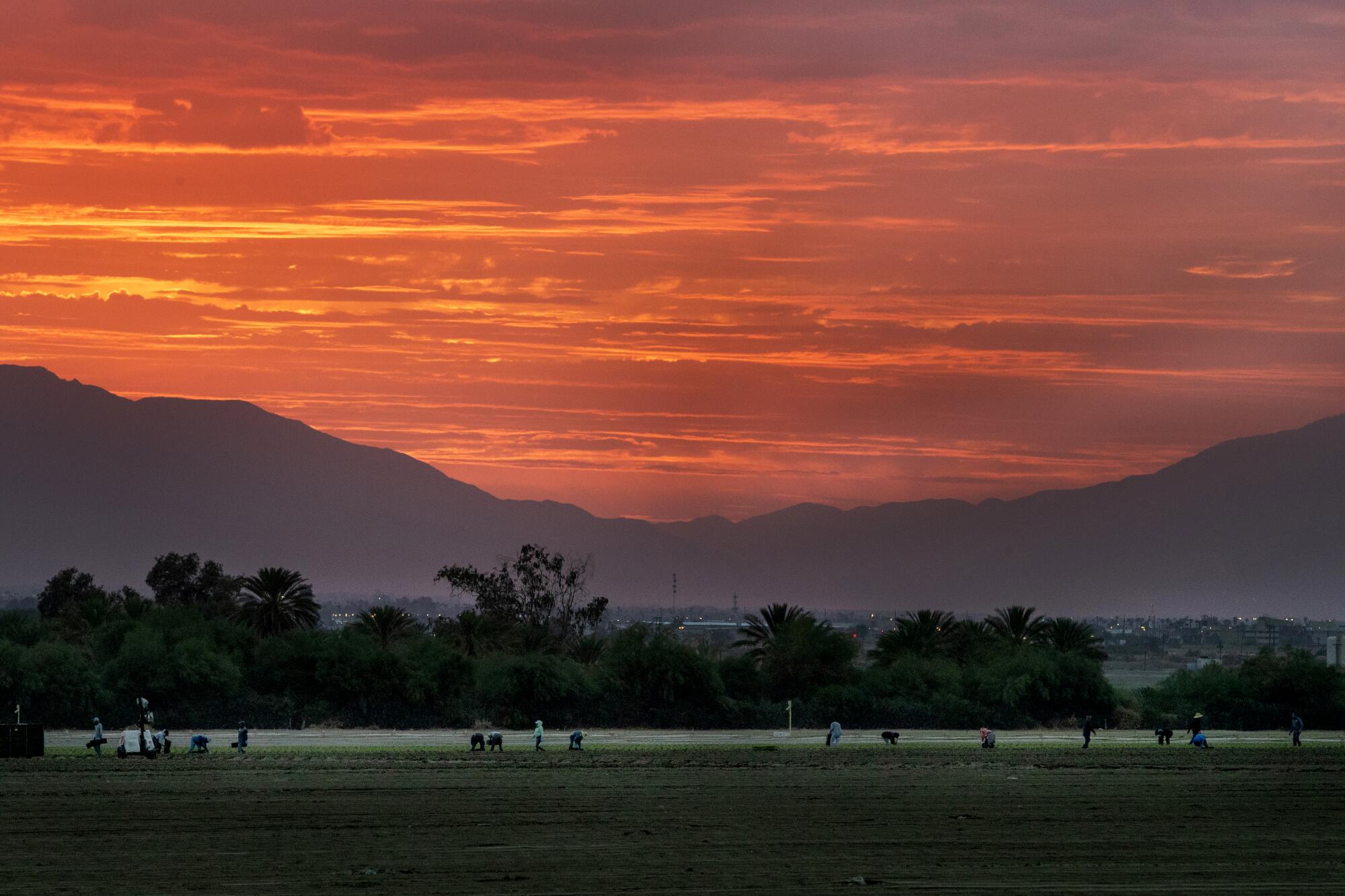 Farmworkers toil in a field at dusk under an orange sky.